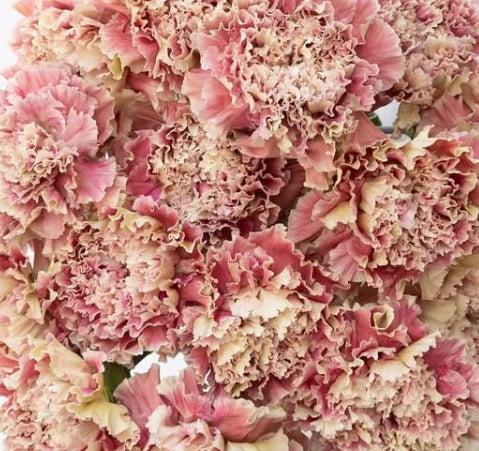 Dianthus caryophyllus ’Kaguya’ 100 Seeds