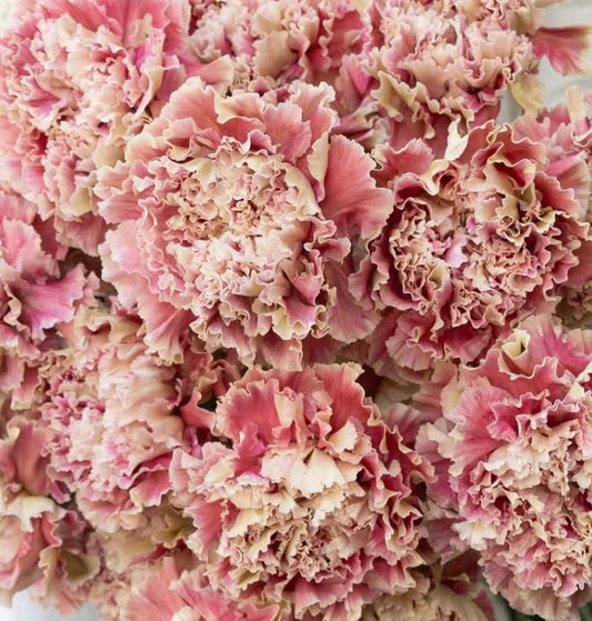 Dianthus caryophyllus ’Kaguya’ 100 Seeds