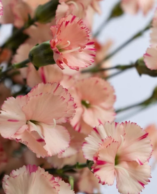 Dianthus ’Orange stripe’ 100 Seeds
