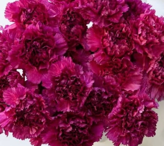 Dianthus caryophyllus ’Yukari purple mist’ 100 Seeds