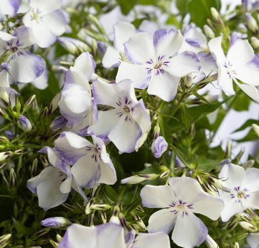 Phlox ‘Blue Flame’ 50 Seeds