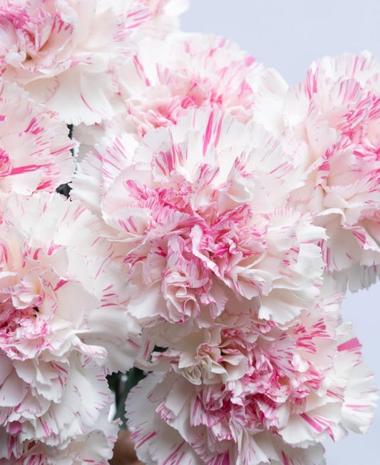 Dianthus caryophyllus ‘Yukari cherry’ 100 Seeds