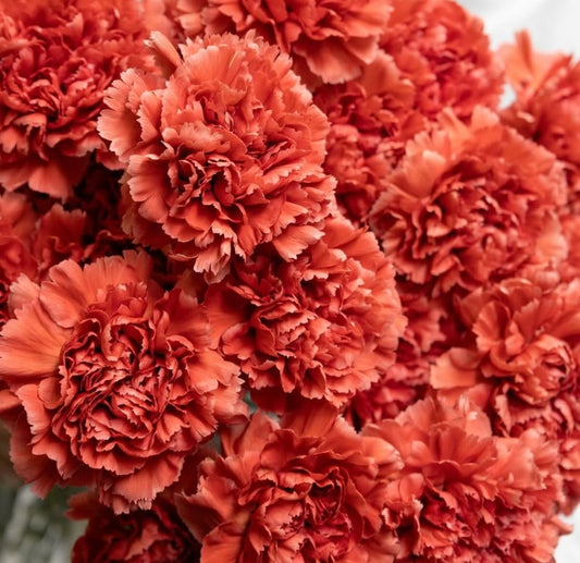 Dianthus caryophyllus ’Miss fabulous’ 100 Seeds