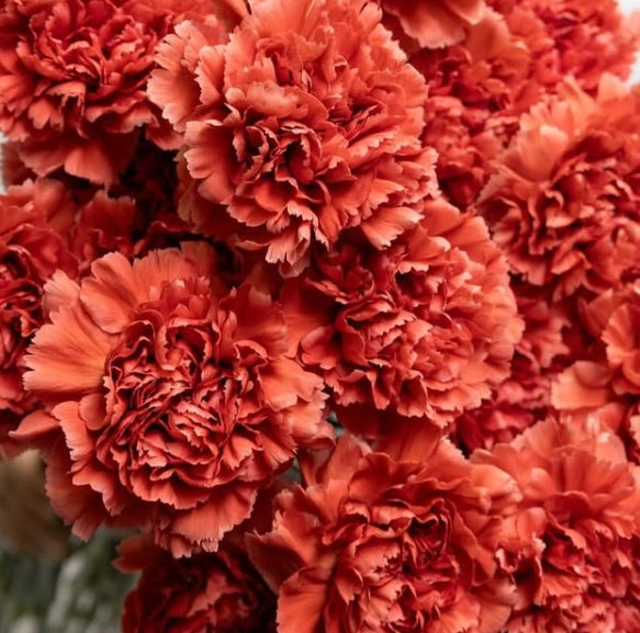 Dianthus caryophyllus ’Miss fabulous’ 100 Seeds