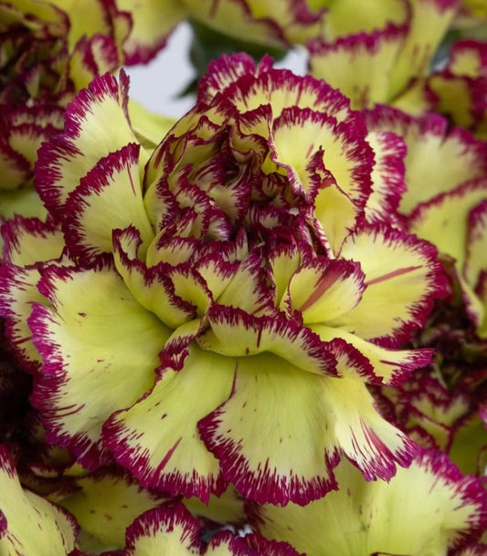 Dianthus caryophyllus ‘Extravaganza’ 100 Seeds