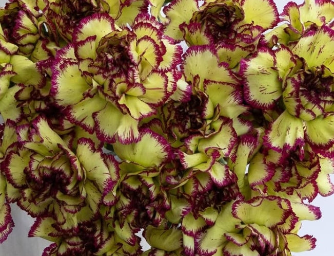 Dianthus caryophyllus ‘Extravaganza’ 100 Seeds