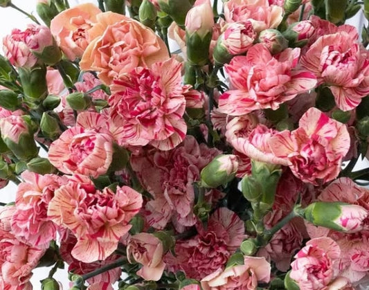 Dianthus caryophyllus ‘Ms.prudence’ 100 Seeds