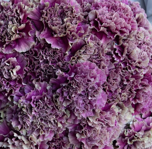 Dianthus caryophyllus 'Drape' 100 Seeds