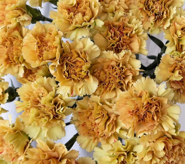 Dianthus caryophyllus 'Happy haru' 100 Seeds