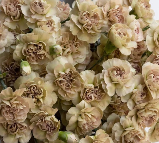 Dianthus caryophyllus 'Affogato' 100 Seeds