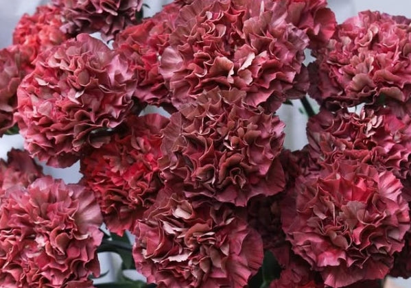 Dianthus caryophyllus 'Wave thrill' 100 Seeds
