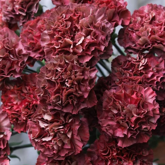 Dianthus caryophyllus 'Wave thrill' 100 Seeds