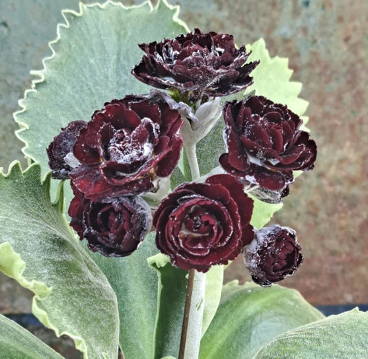 Primula auricula 'Fantasia' 50 Seeds