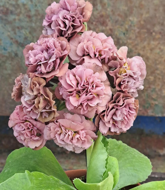 Primula auricula 'Nona' 50 Seeds