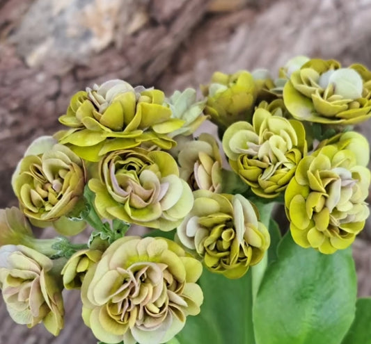Primula auricula 'Bittern Beauty' 50 Seeds