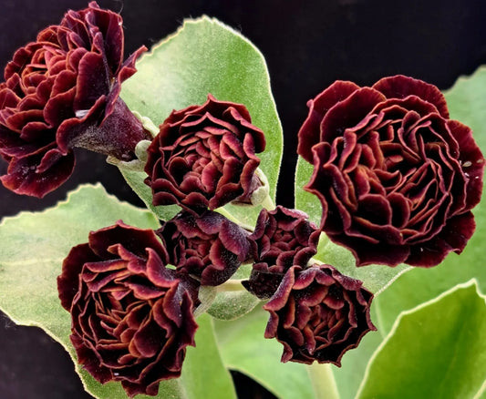 Primula auricula 'Havana' 50 Seeds