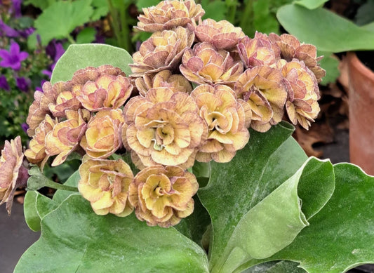Primula auricula 'Lincoln Melody' 50 Seeds
