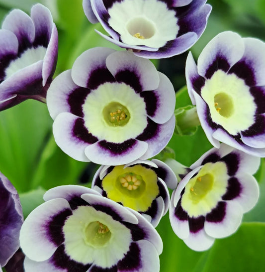Primula auricula 'Victoria Parks' 50 Seeds
