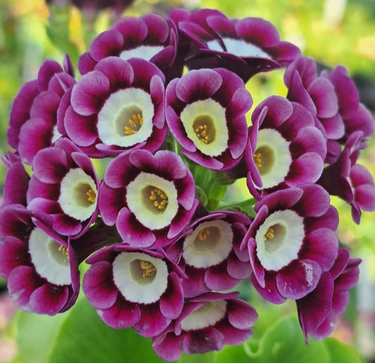 Primula auricula 'San Antonio' 50 Seeds