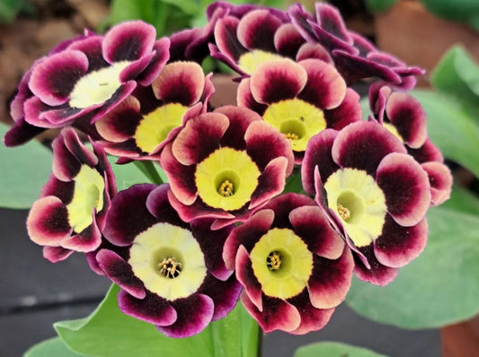 Primula auricula 'Prince John' 50 Seeds
