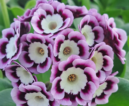 Primula auricula 'Veronique' 50 Seeds