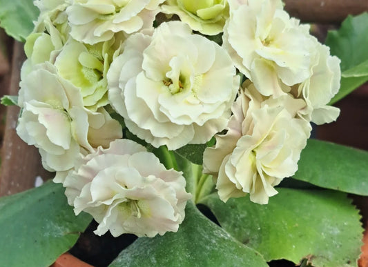 Primula auricula 'Nymph' 50 Seeds
