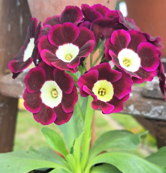 Primula auricula 'Argus' 50 Seeds