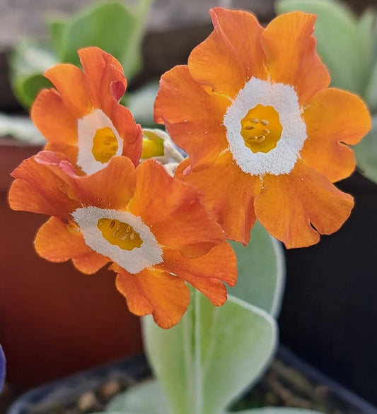 Primula auricula 'Copper Kettle' 50 Seeds