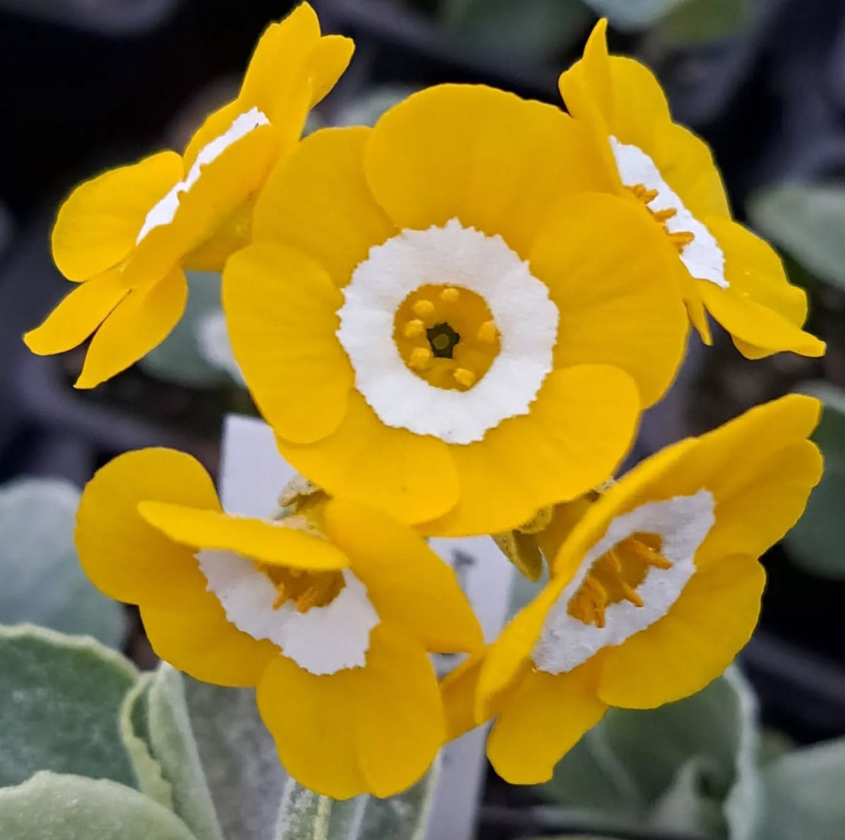 Primula auricula 'Brasso' 50 Seeds