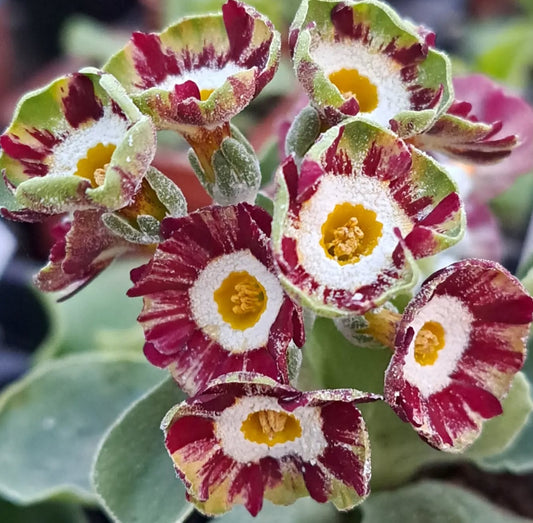 Primula auricula 'Green Goddess' 50 Seeds