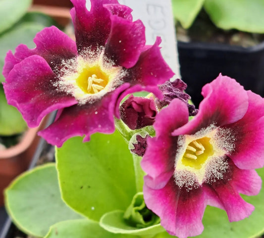 Primula auricula 'Eden Fanfare' 50 Seeds