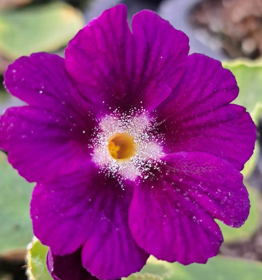 Primula auricula 'Swiss Royal Velvet' 50 Seeds