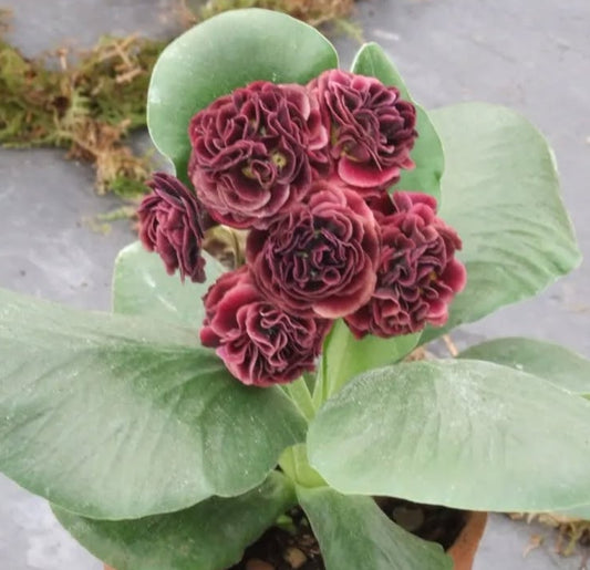 Primula auricula 'Funny Valentines' 50 Seeds