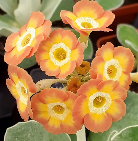 Primula auricula 'HOPTON GEM' 50 Seeds