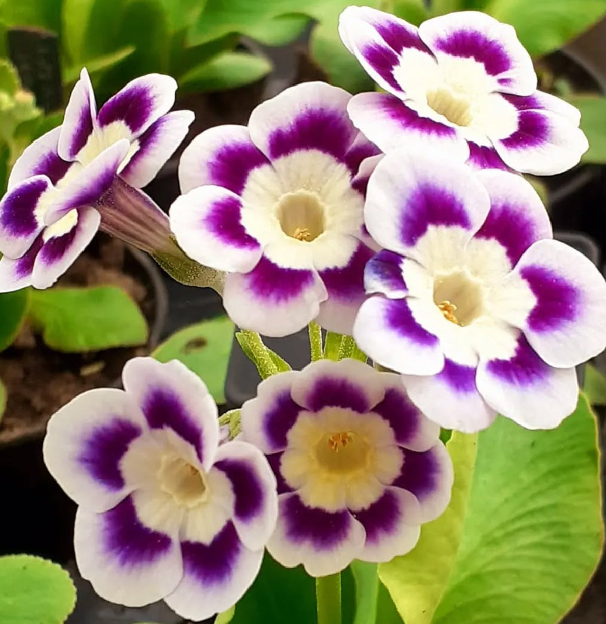 Primula auricula 'White Pyne' 50 Seeds