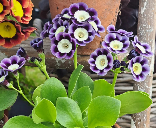 Primula auricula 'Muriel James' 50 Seeds