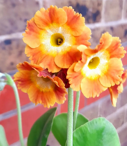 Primula auricula 'NICHOLAS VAN ZANTEN' 50 Seeds
