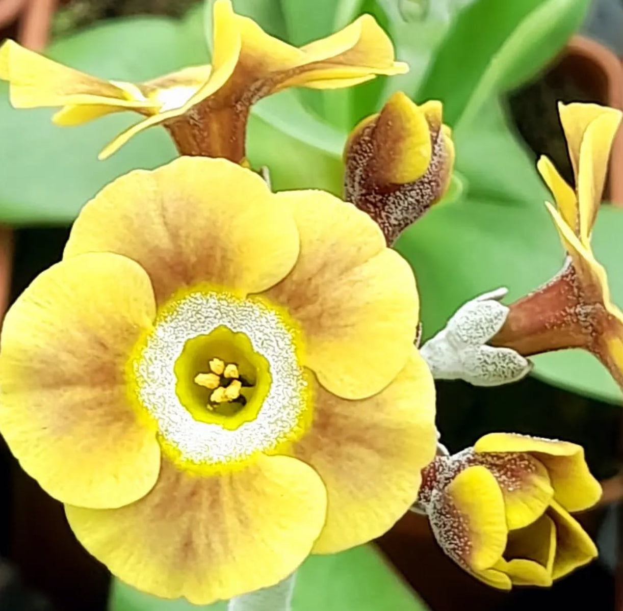 Primula auricula 'SILAS' 50 Seeds