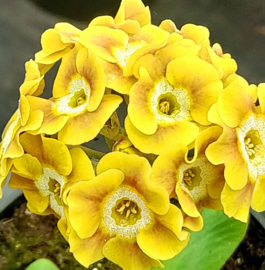 Primula auricula 'SILAS' 50 Seeds