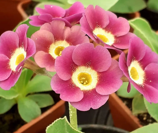 Primula auricula 'Gracie Lou' 50 Seeds