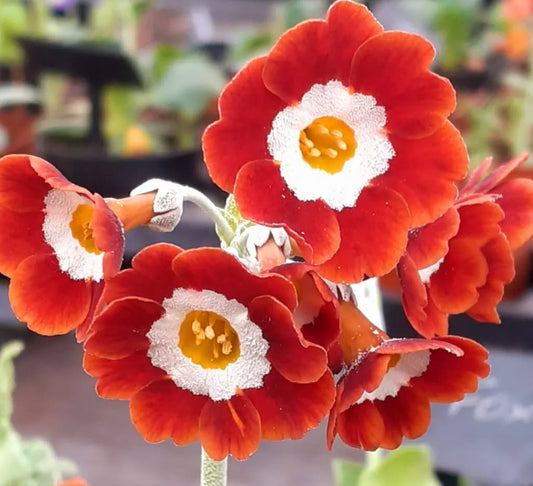Primula auricula 'FOXY' 50 Seeds