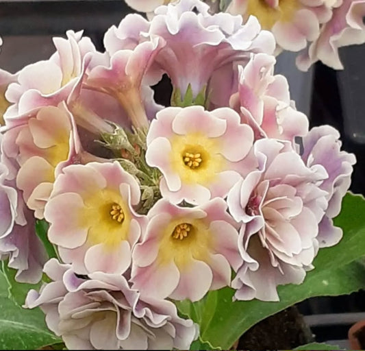 Primula auricula 'MISTY' 50 Seeds