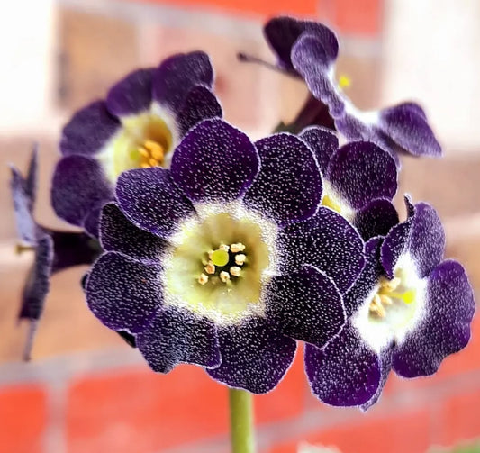 Primula auricula 'Starling' 50 Seeds