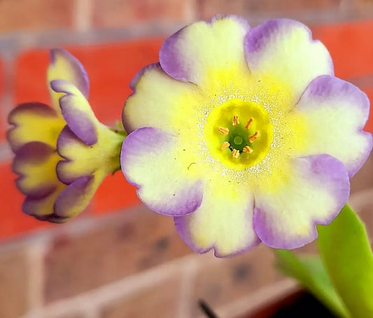 Primula auricula 'LITTLE BO PEEP' 50 Seeds