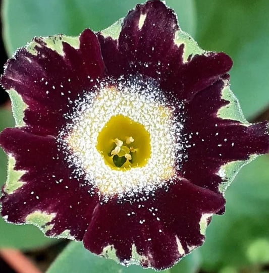 Primula auricula 'Florence Brown' 50 Seeds