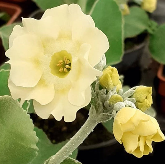 Primula auricula 'Frilly Knickers' 50 Seeds