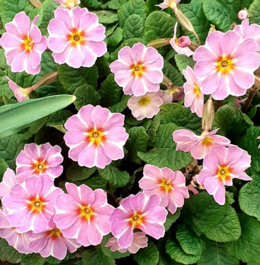Primula auricula 'Avondale' 50 Seeds
