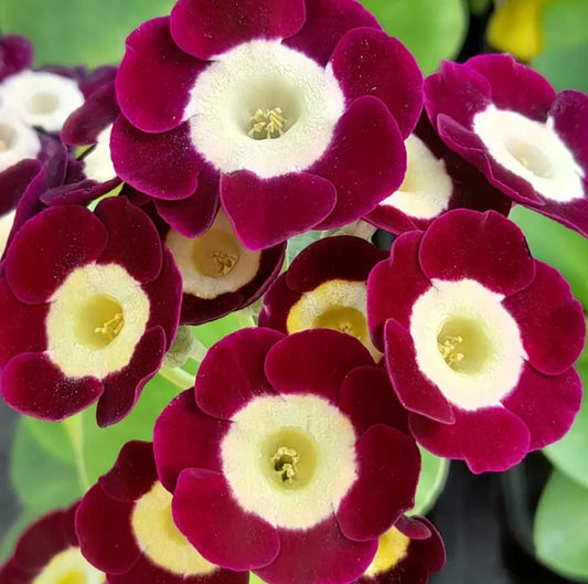 Primula auricula 'Alicia' 50 Seeds