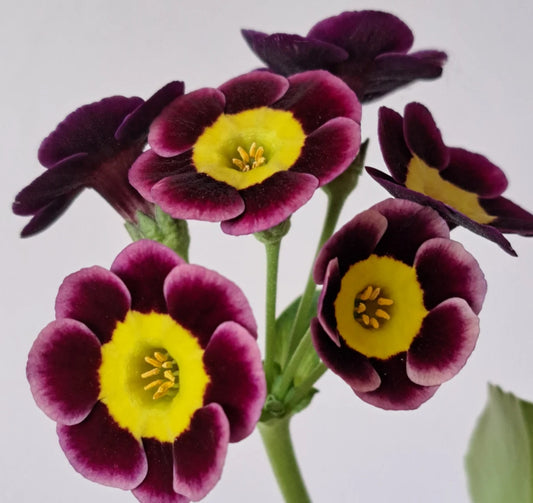 Primula auricula 'Kilby' 50 Seeds