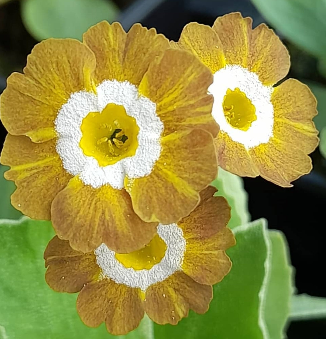 Primula auricula 'REGENCY VALENTINE' 50 Seeds